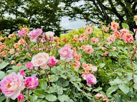 ピンクの薔薇 バラ,薔薇,ピンクの写真素材