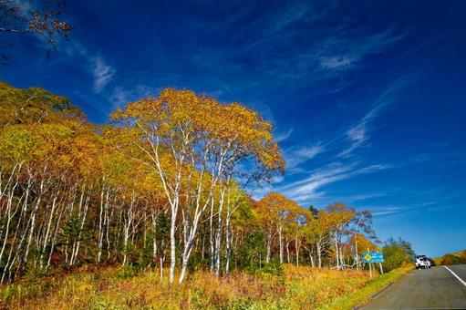 ダケカンバの紅葉 ダケカンバの紅葉 ダケカンバ,白樺,紅葉の写真素材