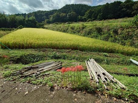 稲刈り 稲穂,稲,米の写真素材