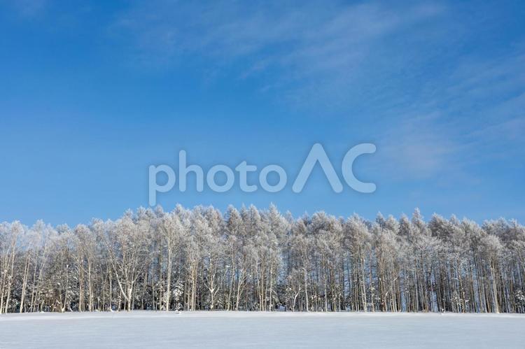 青空と樹氷の木々 雪原,雪,積雪の写真素材