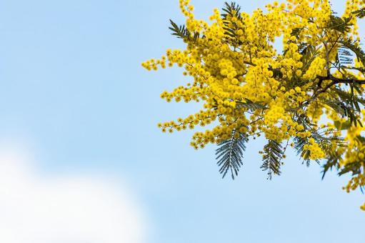 ミモザの花と爽やかな青空 ミモザ,花,春の写真素材