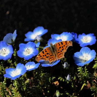 キタテハ キタテハ,タテハチョウ,蝶の写真素材