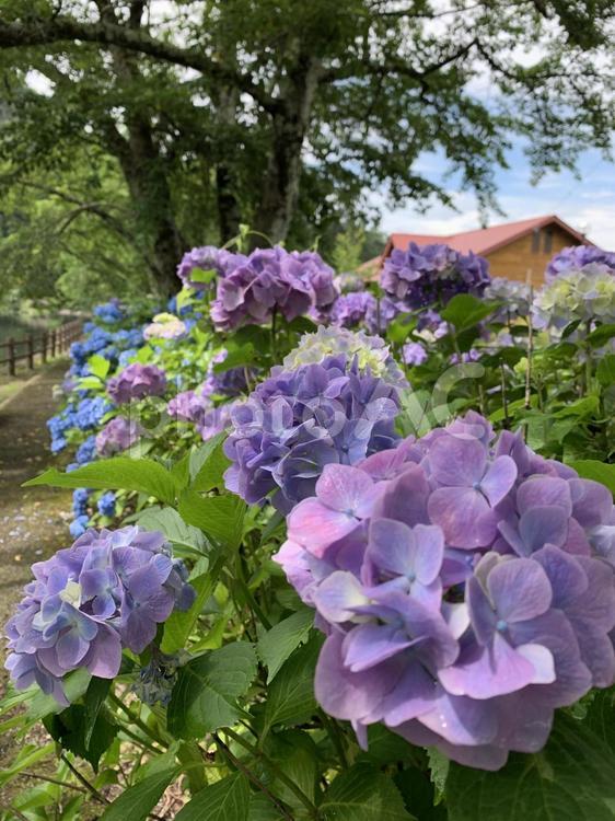 あじさい あじさい,紫陽花,梅雨の写真素材
