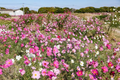 佐賀空港コスモス園の写真