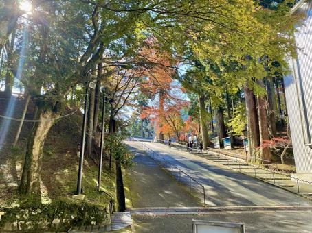 延暦寺の参道の並木道と紅葉 延暦寺,比叡山,寺の写真素材