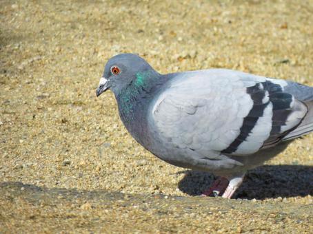 地面に降りて採餌するドバト ドバト,鳩,カワラバトの写真素材