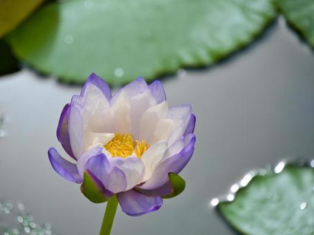 睡蓮　イミュタビリスの写真