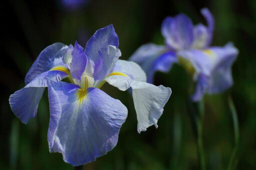 Pass the incense of Edo to now, JPG Pass the incense of Edo to now, plant, flower, iris, JPG