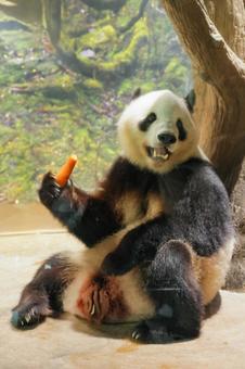 ジャイアントパンダ ジャイアントパンダの写真