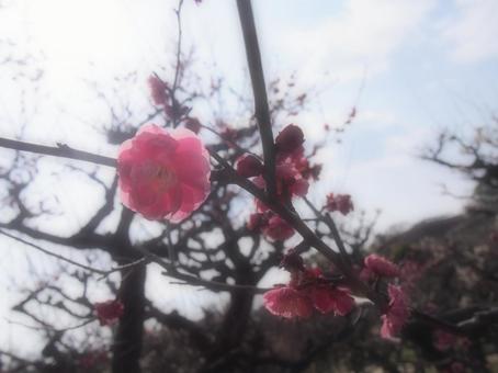 梅の花 梅の花の写真