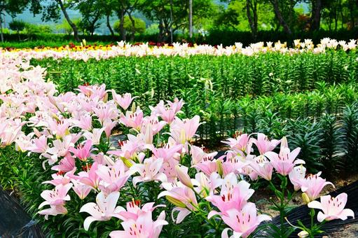 色鮮やかな満開のゆり園 色鮮やかな満開のゆり園 ゆり,百合の花,花の写真素材