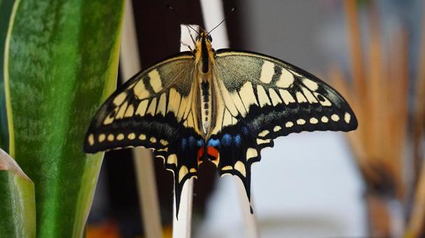 キアゲハの成虫 キアゲハの成虫の写真