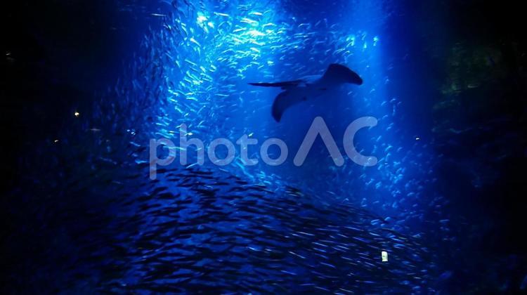 エイと魚達 エイ,水中,魚の写真素材