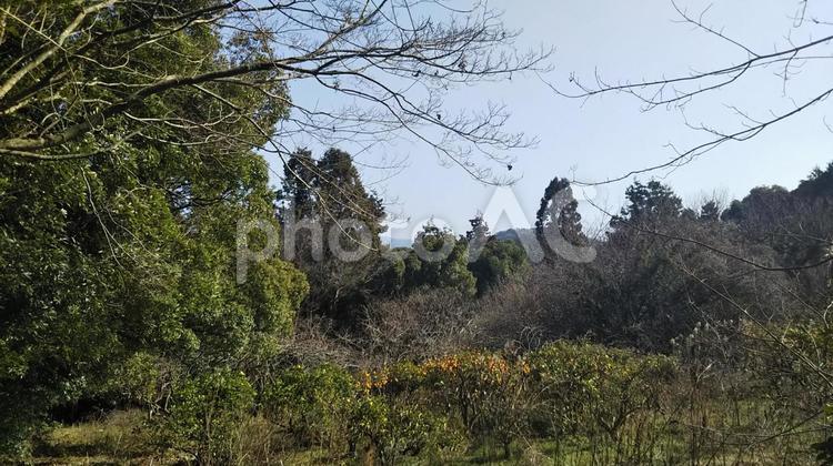 森林　 森林,樹木,山の写真素材