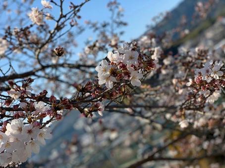 儚くも美しい、桜のクローズアップの写真