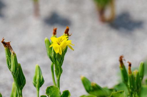 メカルドニア⑴ 花,メカルドニア,植物の写真素材