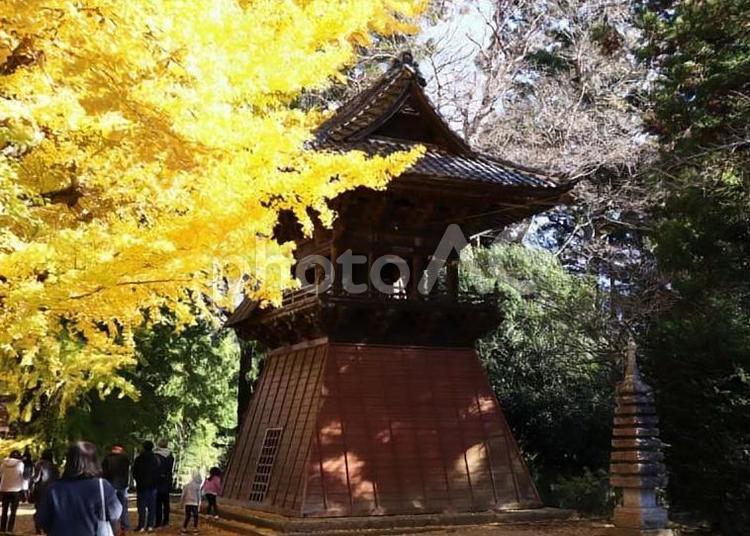 西蓮寺境内の鐘撞堂（茨城県行方市） 鐘撞堂,お寺,銀杏の写真素材