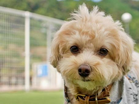ワンコのポートレート ワンコのポートレート 犬,ミックス犬,いぬの写真素材