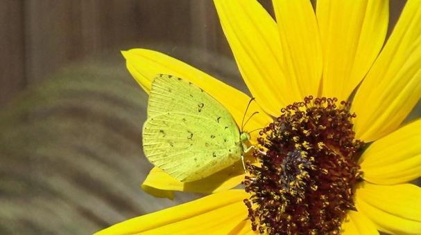 ひまわりの花にとまる黄色い蝶 ひまわりの花にとまる黄色い蝶 チョウ,ヒマワリ,フラワーの写真素材