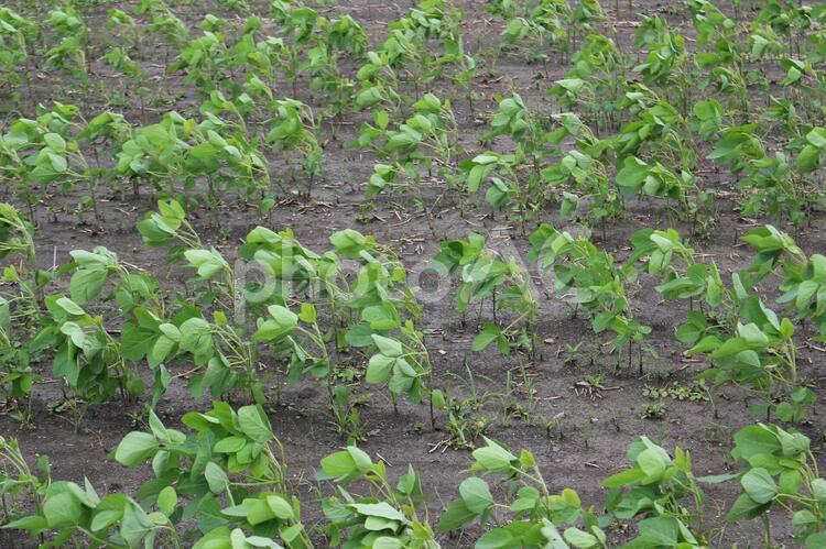 強風に煽られる大豆畑 大豆,緑,植物の写真素材