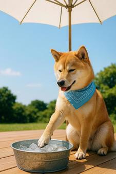 氷水で涼む柴犬の夏時間 氷水で涼む柴犬の夏時間の写真