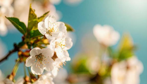 満開の桜の花と青空 満開の桜の花と青空の写真