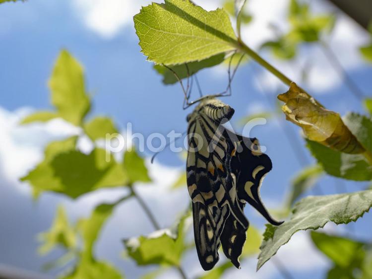 羽化したばかりのアゲハチョウ 羽化したばかりのアゲハチョウ,青空,初夏の写真素材