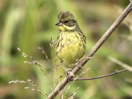 枯れ茎につかまるアオジの写真