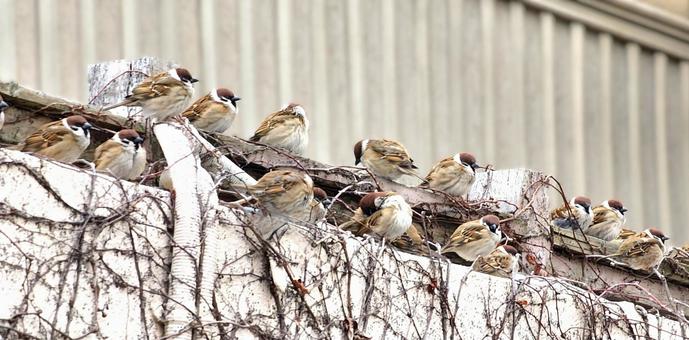福良雀 福良雀,すずめ,冬の写真素材