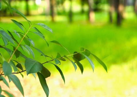 木の葉(後ボケ) 木の葉(後ボケ)の写真