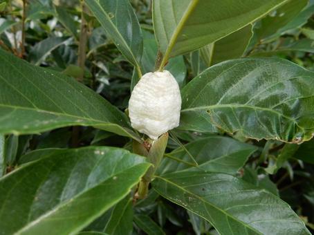 【昆虫写真】カマキリの産卵 カマキリ,蟷螂,鎌切の写真素材
