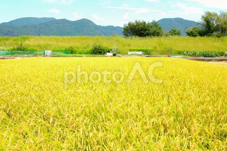静岡市の里山風景　実りの秋 実り,秋,稲の写真素材