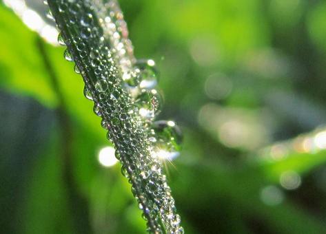 水滴と朝の光Water drops 水滴と朝の光Water dropsの写真