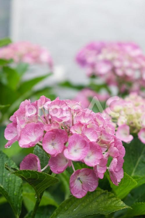 雨に濡れるピンクの紫陽花 紫陽花,雨,梅雨の写真素材