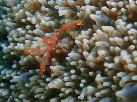 オランウータンクラブ オランウータンクラブ,カニ,海の写真素材