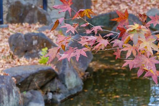 Autumn leaves reflecting on the water, JPG Autumn leaves reflecting on the water, JPG