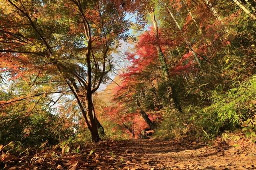 もみじ苑までの道2 もみじ苑までの道2の写真