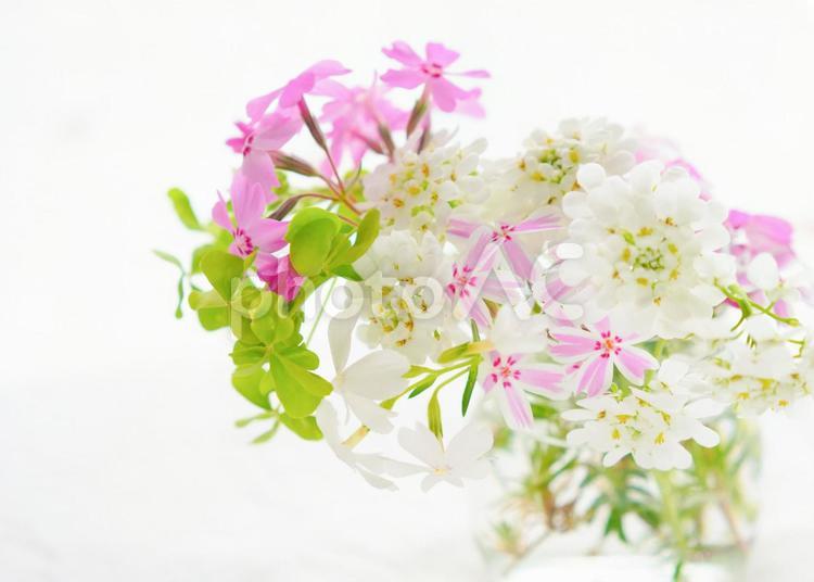 白とピンクのアレンジメント テーブルフラワー,春,白の写真素材