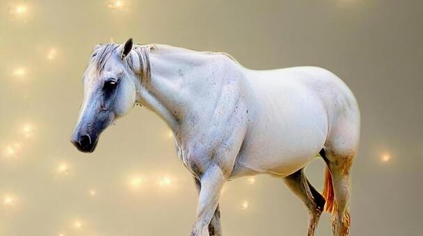白馬 背景金色キラキラ 白馬,馬,ホースの写真素材