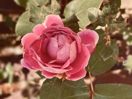 レトロでビンテージな色調のピンクのバラ バラ,薔薇,ピンクの写真素材