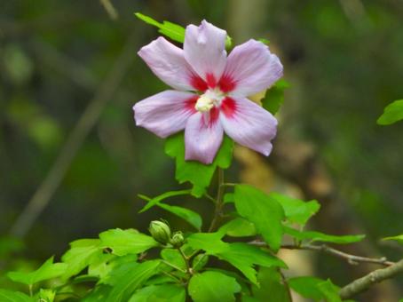 Rose of Sharon flower, JPG Rose of Sharon flower, JPG