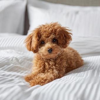 茶色い毛のトイプードル 茶色い毛のトイプードルの写真