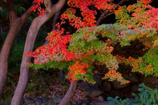 鮮やかな紅葉と木の幹 紅葉,秋,もみじの写真素材