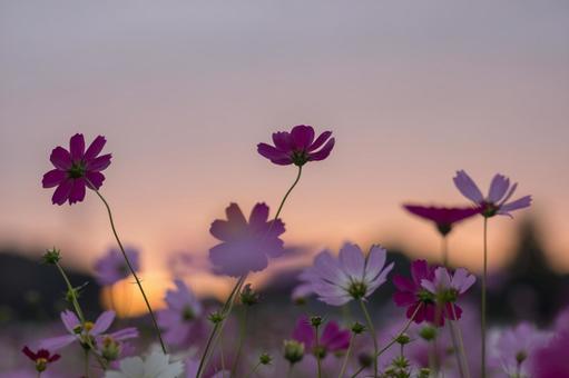 朝焼けのコスモス畑 朝焼けのコスモス畑 秋桜,朝焼け,日の出前の写真素材