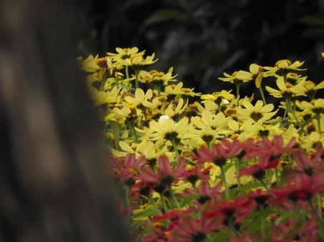 お花 お花の写真