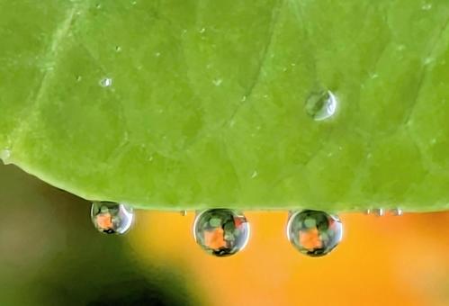 キンレンカの葉に雨雫 キンレンカの葉に雨雫の写真