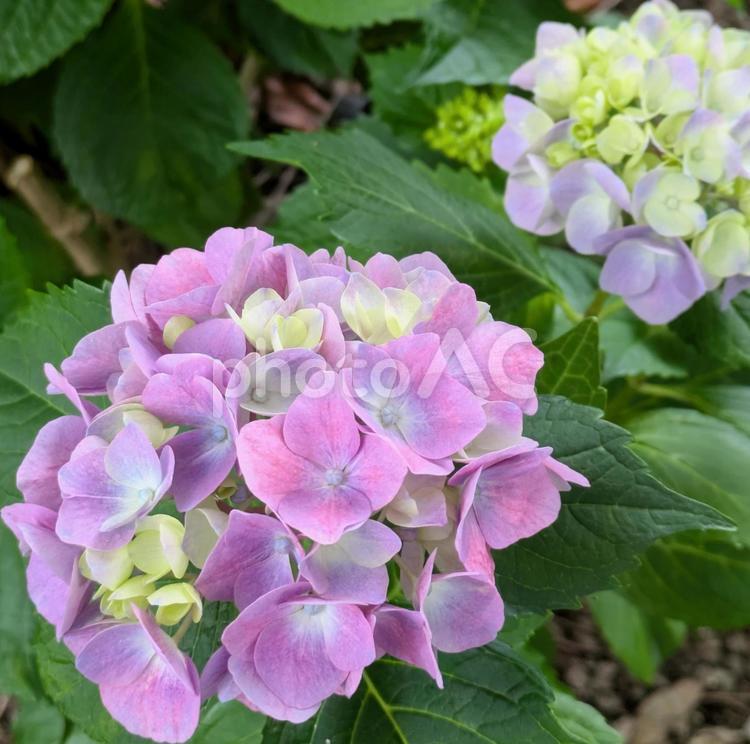 あじさい　アジサイ あじさい,6月,自然の写真素材