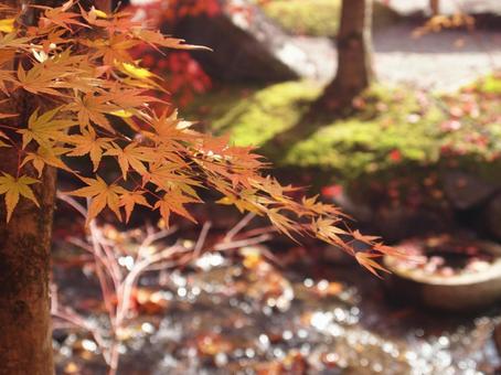 紅葉と木 紅葉と木の写真