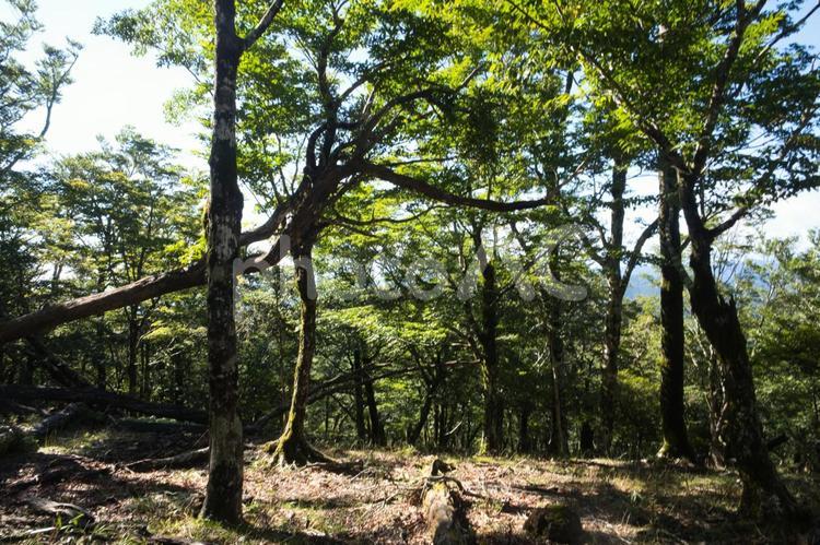 朝日が差し込む静寂の森③ 森林,朝日,木漏れ日の写真素材