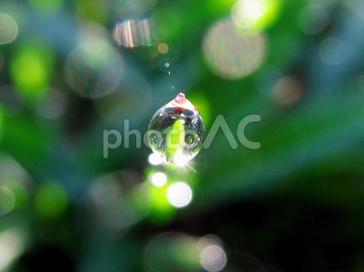 水滴と緑の葉と朝日Water drops 水滴,すいてき,waterの写真素材
